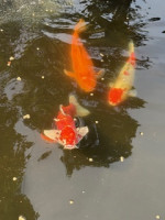 image0