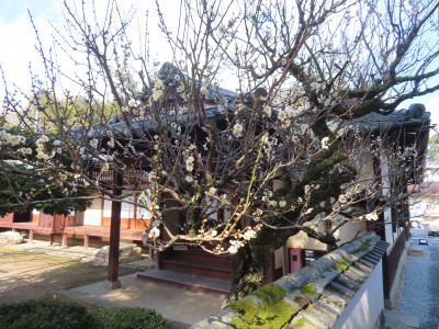 至徳堂梅