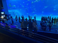 沖縄２日目水族館３